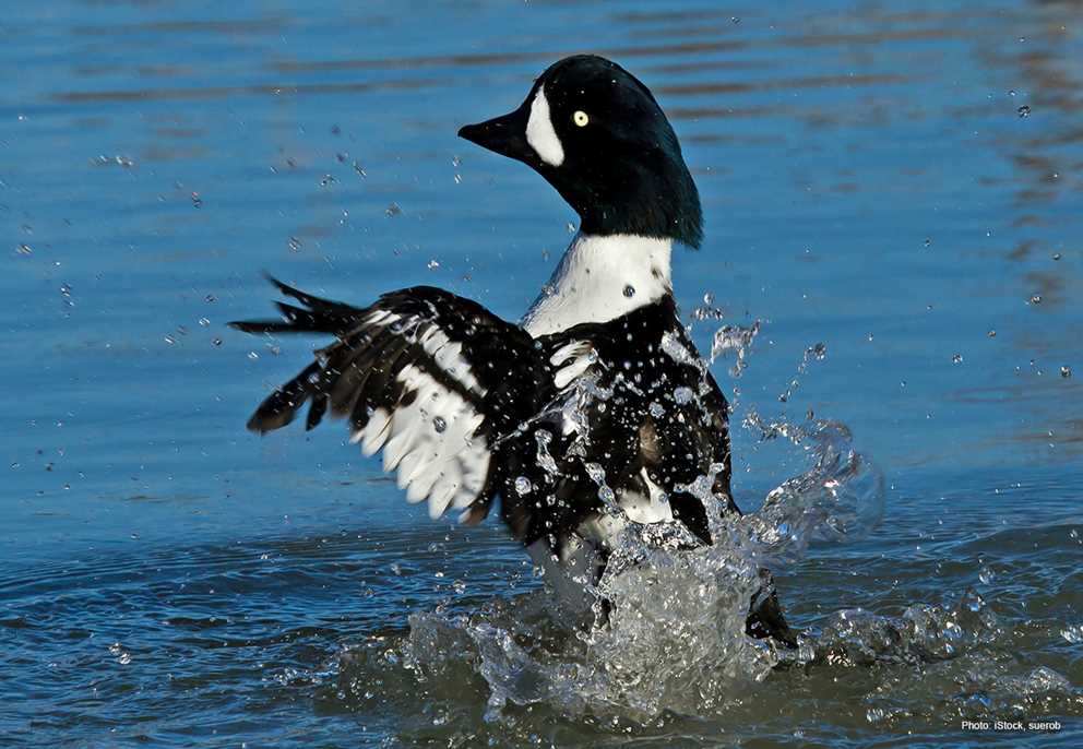 Barrow's Goldeneye Image